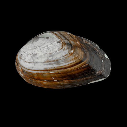 Concha Natural com Montagem em Prata, Luiz Ferreira